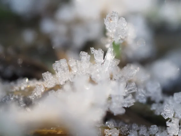 Cristais de gelo na planta — Fotografia de Stock