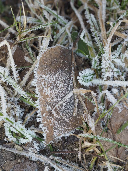 Ledové krystaly na rostlině — Stock fotografie