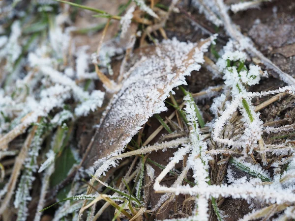 Кристали льоду на рослині — стокове фото