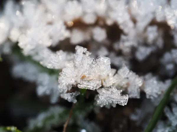 Ledové krystaly na rostlině — Stock fotografie