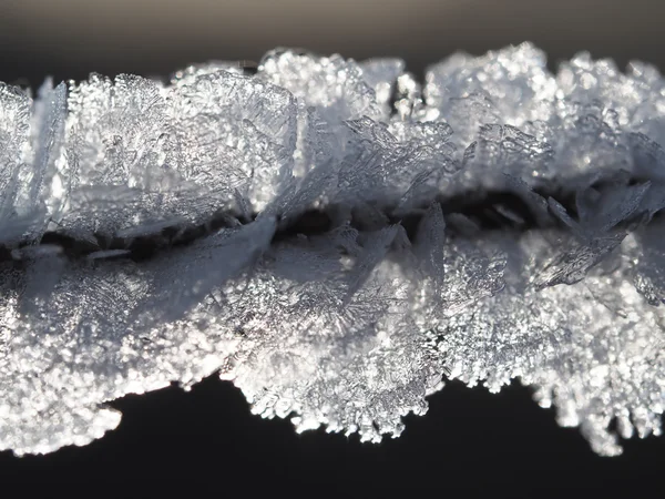 Eiskristalle auf der Pflanze — Stockfoto