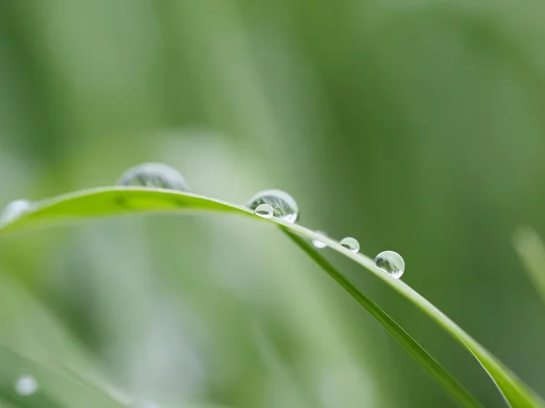 Drops on plant — Stock Photo, Image