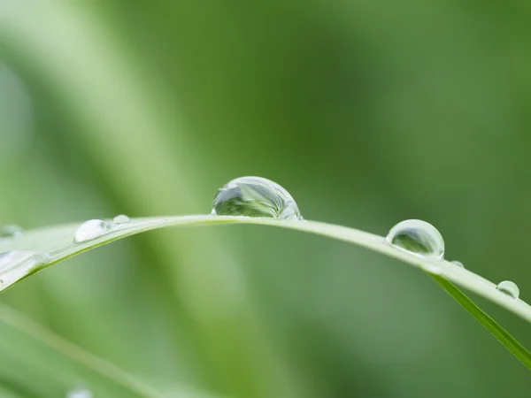 Gouttes sur plante — Photo