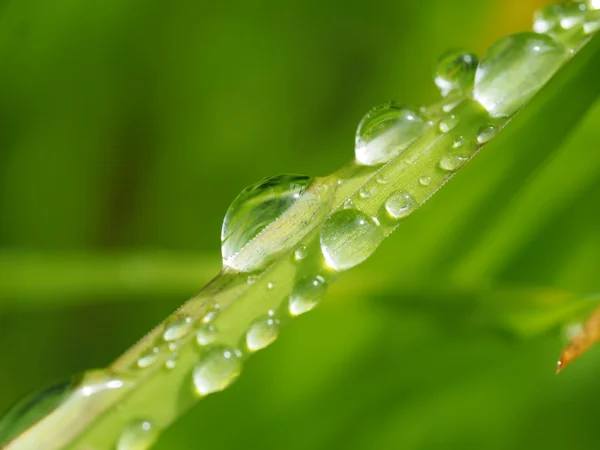 Gotas na planta — Fotografia de Stock