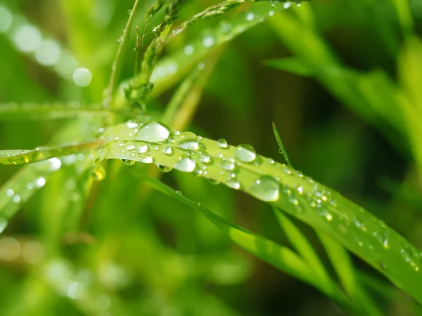 Gotas na planta — Fotografia de Stock