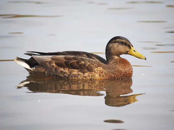 Canard sur le lac — Photo