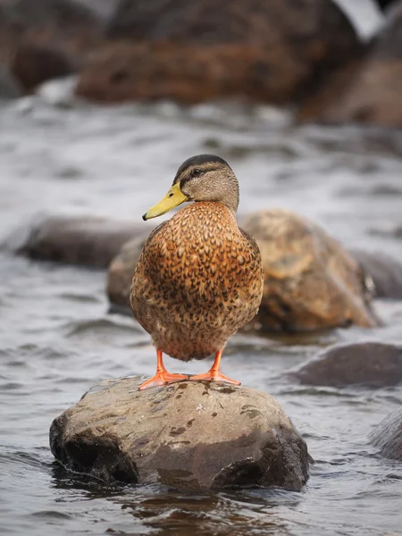 Ankor på sjön — Stockfoto