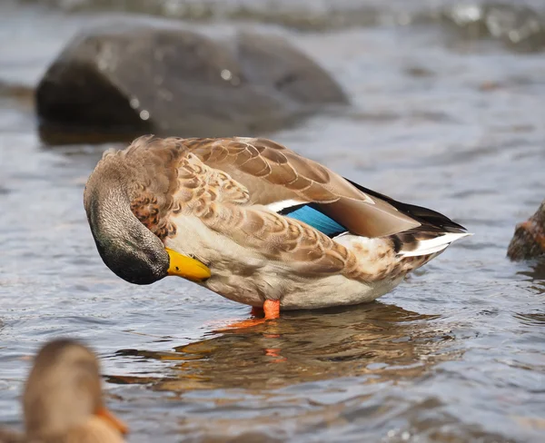 Duck on the lake — Stock Photo, Image