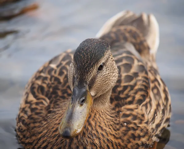 Canard sur le lac — Photo