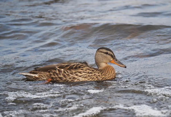 Duck on the lake — Stock Photo, Image