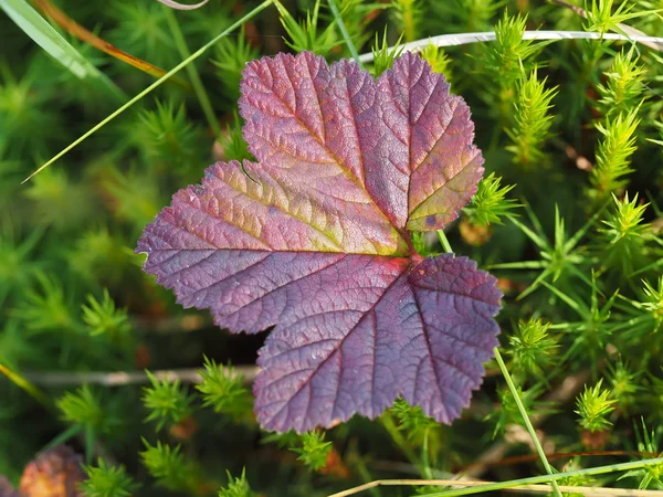 Hoja amarilla en la hierba — Foto de Stock