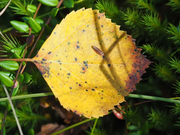 Желтый лист в траве — стоковое фото