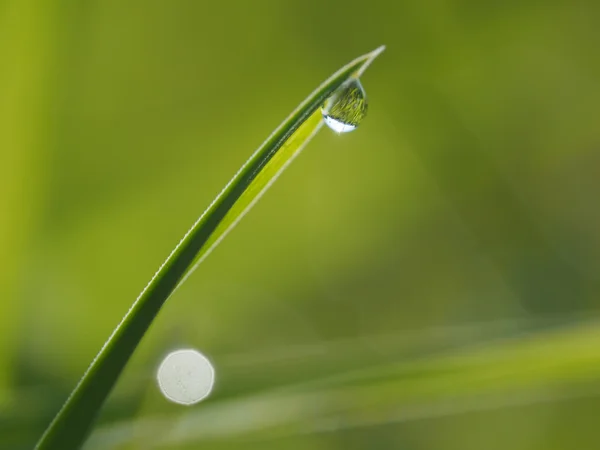 Gotas na planta — Fotografia de Stock