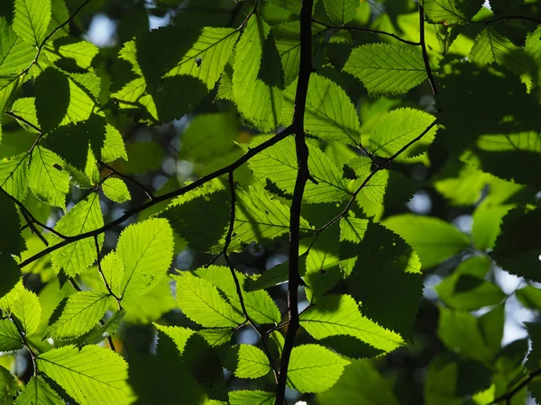 Elm bladeren in het bos — Stockfoto