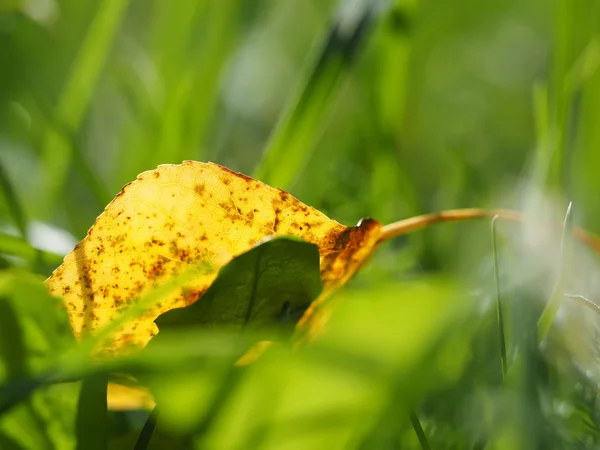 Geel blad in het gras — Stockfoto