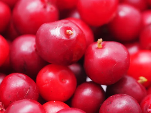 Cranberries closeup — Stock Photo, Image