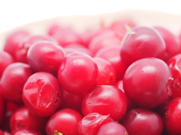 Cranberries em fundo branco — Fotografia de Stock