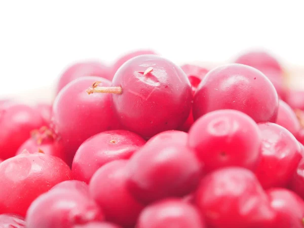 Cranberries em fundo branco — Fotografia de Stock