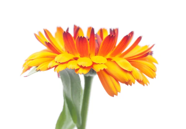 Calendula sur fond blanc — Photo