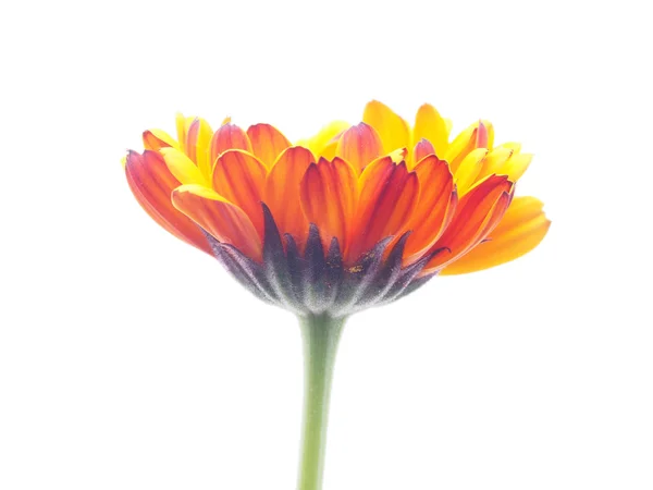 Calendula sur fond blanc — Photo