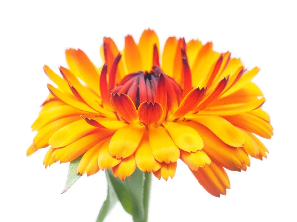 Calendula sur fond blanc — Photo