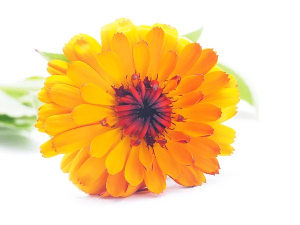 Calendula sur fond blanc — Photo