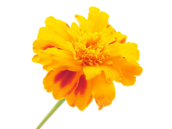 Beyaz arkaplanda Marigold — Stok fotoğraf