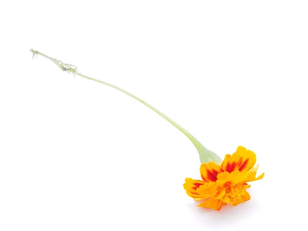 Marigold on white background — Stock Photo, Image