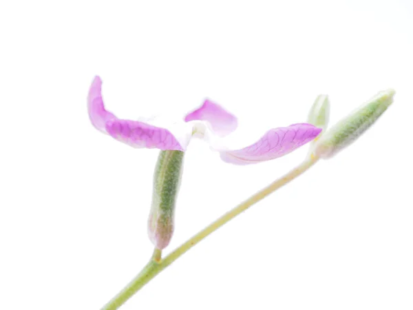 Bunga wallflowers pada latar belakang putih — Stok Foto