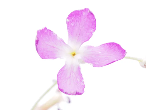 Wallflowers λουλούδια σε λευκό φόντο — Φωτογραφία Αρχείου