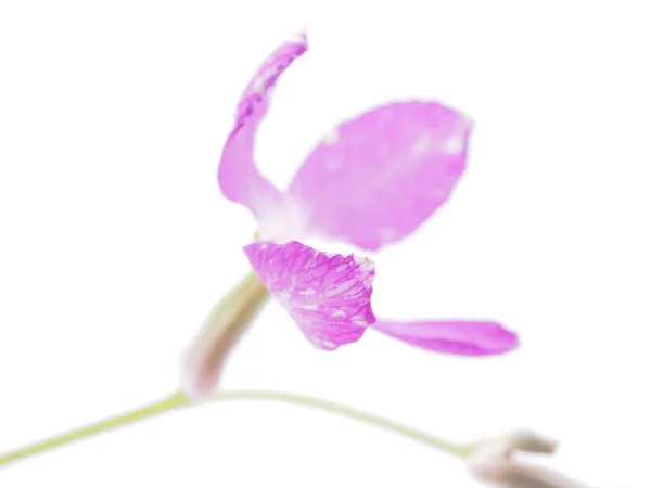 Flores de parede em um fundo branco — Fotografia de Stock