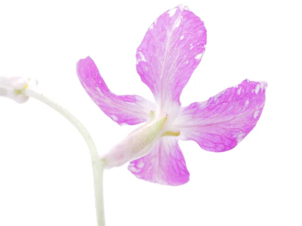 Flores de parede em um fundo branco — Fotografia de Stock