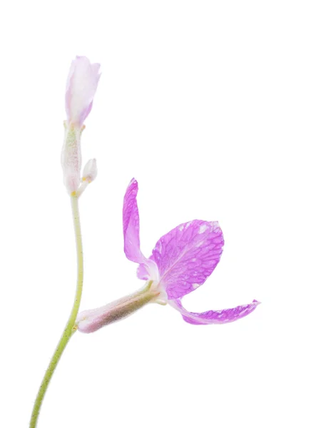 Flores de flores sobre un fondo blanco — Foto de Stock