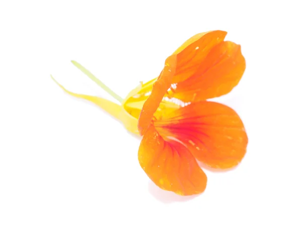 Nasturtium on a white background — Stock Photo, Image