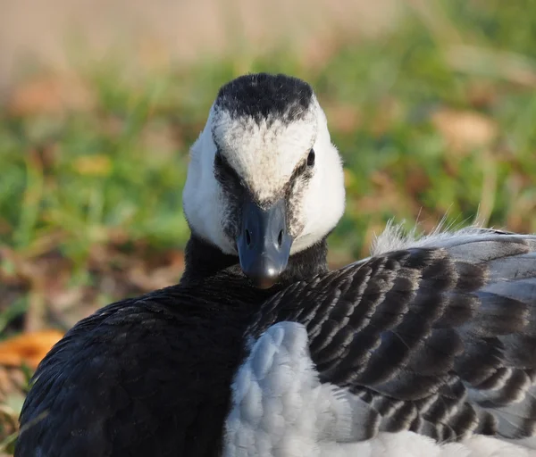 Barnacle goose — Stock Photo, Image