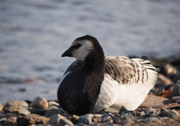 Berneška bělolící — Stock fotografie