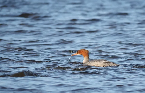 Merganser femelle sur le lac — Photo