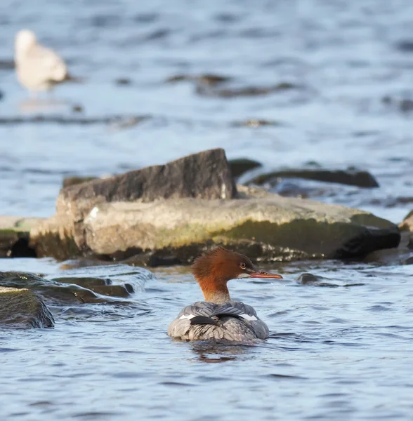 Merganser fêmea no lago — Fotografia de Stock