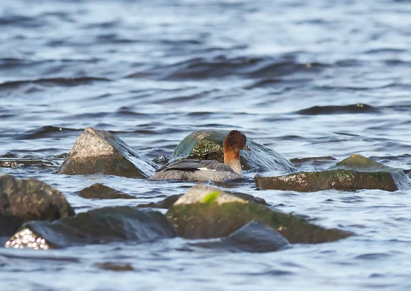 Merganser fêmea no lago — Fotografia de Stock