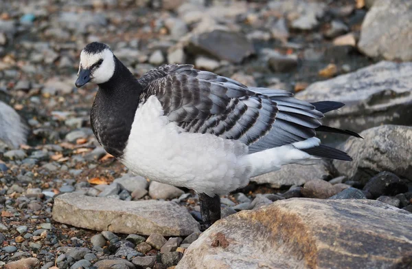 Barnacle goose — Stock Photo, Image