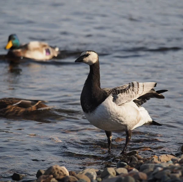 Barnacle goose — Stock Photo, Image