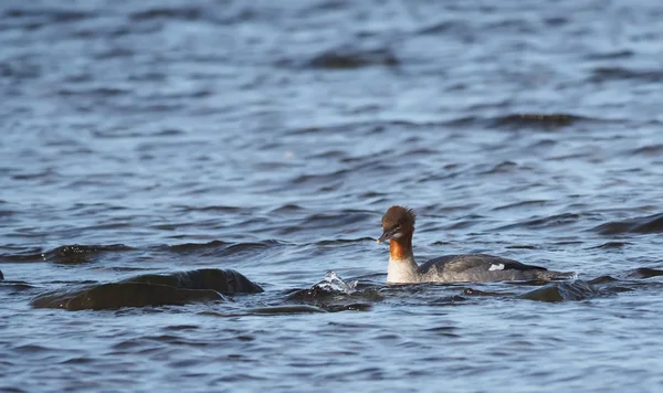 Merganser fêmea no lago — Fotografia de Stock