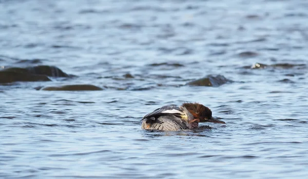 Merganser fêmea no lago — Fotografia de Stock