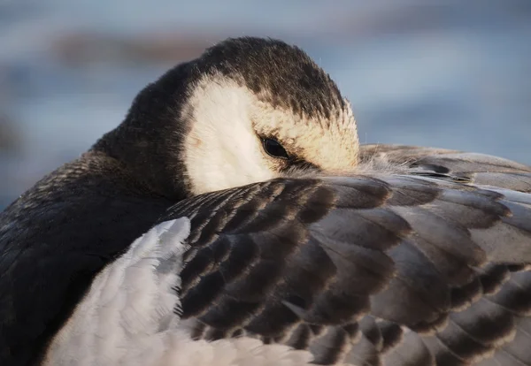 Berneška bělolící — Stock fotografie