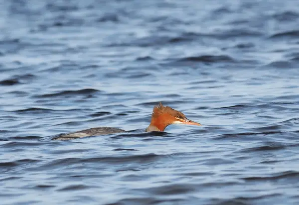 Merganser fêmea no lago — Fotografia de Stock