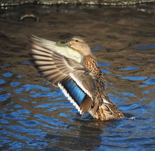 Duck flaps its wings — Stock Photo, Image