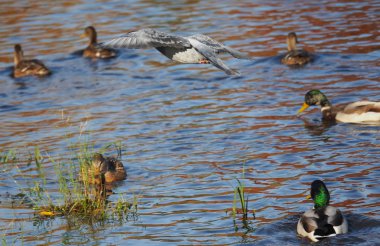 Güvercin gri göl kenarında
