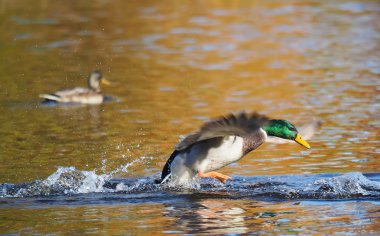 ördek kanat kanatlar