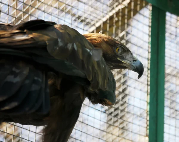 Aigle dans une cage — Photo