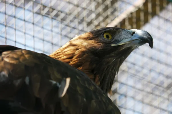 Eagle in a cage — Stock Photo, Image